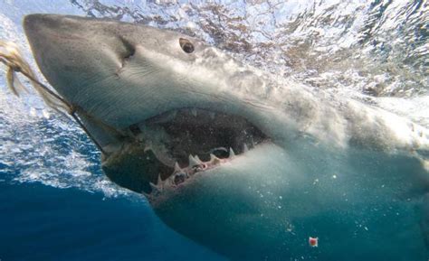 company near me|Sharks Chomp Through Massive School of Fish Near Long Island .